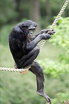 倭黑猩猩,俾格米人,黑猩猩,坐,绳索