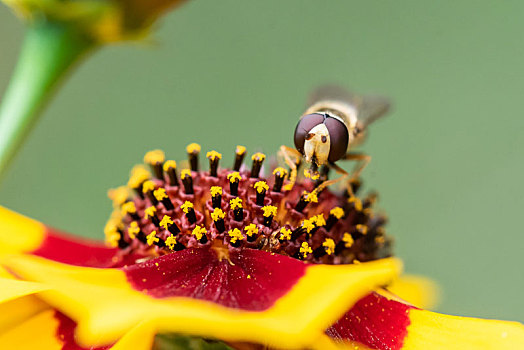 两色金鸡菊上的食蚜蝇