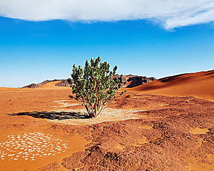 孤树,撒哈拉沙漠,阿尔及利亚