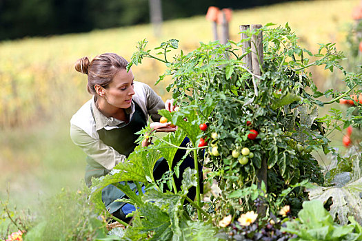 女人,厨房,花园,挑选,西红柿