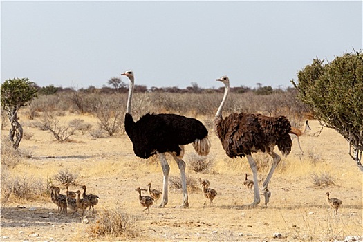 家族,鸵鸟,鸡,鸵鸟属,骆驼,纳米比亚