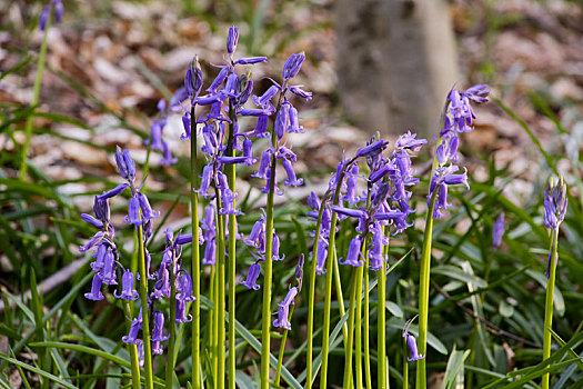 野风信子,花