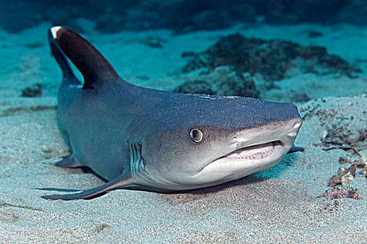 灰三齿鲨,鲎鲛,躺着,沙,海底,冰岛,岛屿,哥斯达黎加,北美