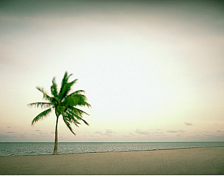 棕榈树,海滩,比斯坎湾,佛罗里达,美国