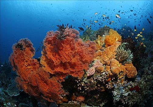 珊瑚,珊瑚礁,品种,鱼,冈加,岛屿,螃蟹船,北苏拉威西省,印度尼西亚,摩鹿加群岛,海洋,太平洋,亚洲