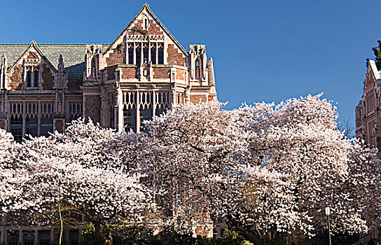 西雅图,华盛顿大学,线组,樱桃树,开花