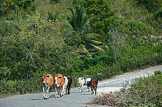 母牛,走,向上,道路,家,结束,白天,省,苏门答腊岛,印度尼西亚