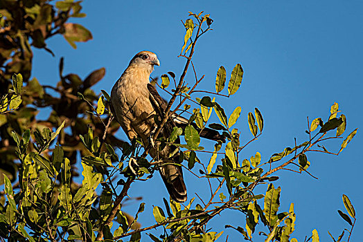 长腿兀鹰,坐,树上,潘塔纳尔,南马托格罗索州,巴西,南美