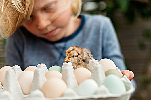 男孩,拿着,鸡蛋格,蛋,幼禽