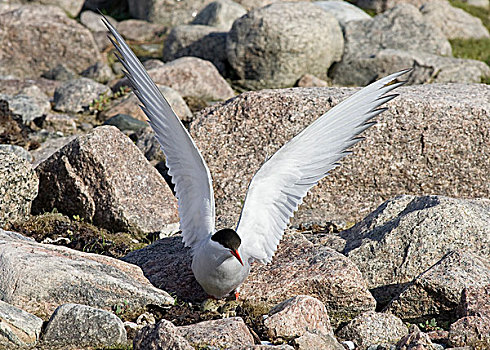 北极燕鸥,巢,哈得逊湾,加拿大