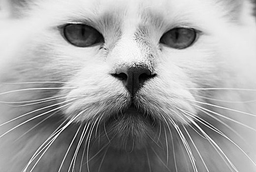 白色,猫,肖像