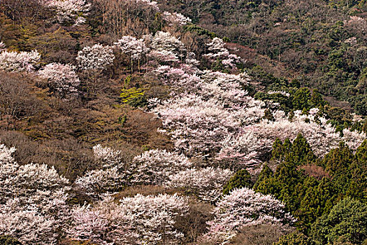 樱花,岚山,京都,日本