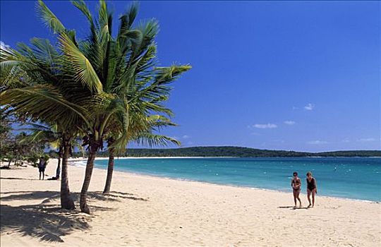 海滩,棕榈树,太阳,湾,岛屿,波多黎各,加勒比海