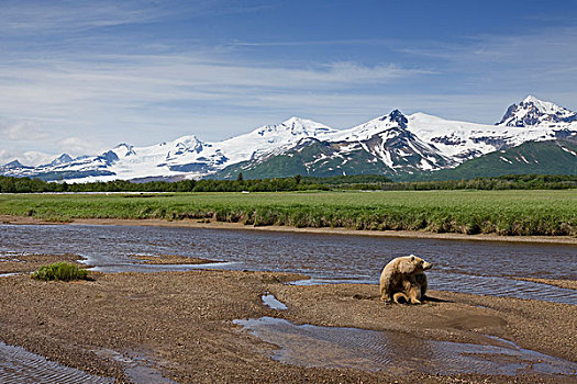 美国,阿拉斯加,卡特麦国家公园,棕熊,河流,湾