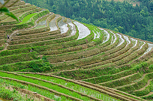 桂林梯田风光