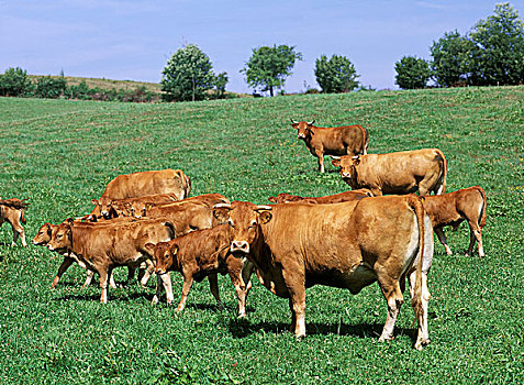 利莫辛,家牛,母牛,幼兽
