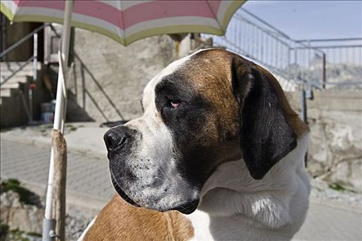 狗,肖像,圣伯纳犬,瓦莱,瑞士