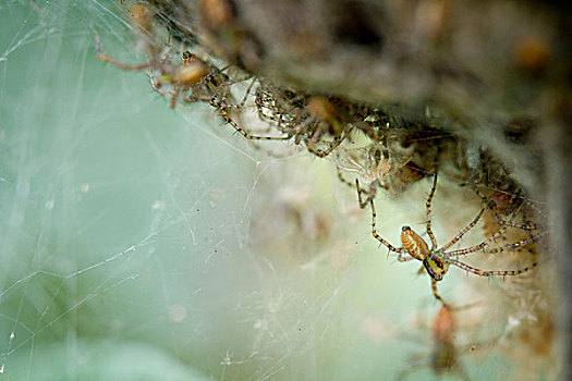 绿色,猞猁,蜘蛛,洛杉矶,加利福尼亚