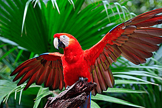 绯红金刚鹦鹉,成年,栖息,暸望,展翅,洪都拉斯,加勒比海,中美洲,拉丁美洲