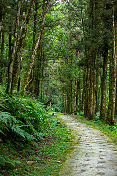 台湾宜兰县森林高山湖泊,明池山庄的森林步道