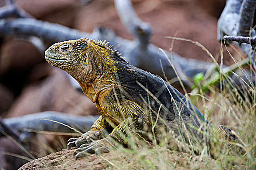 厄瓜多尔,加拉帕戈斯群岛,陆地,鬣蜥蜴