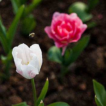 蜜蜂,飞,白色,红色,郁金香,花,阳光