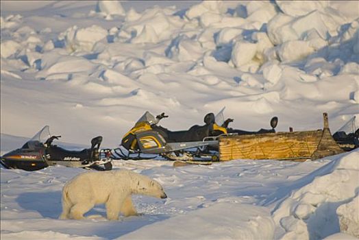 北极熊,调查,雪,机器,研究人员,浮冰,上方,楚科奇海,北极,阿拉斯加