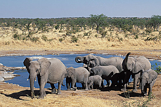 非洲象,牧群,水潭,埃托沙国家公园,纳米比亚
