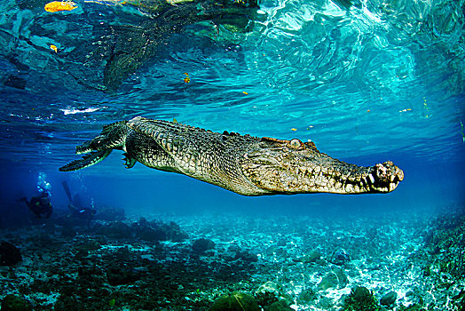 咸水鳄,湾鳄,水下,帕劳,密克罗尼西亚,大洋洲
