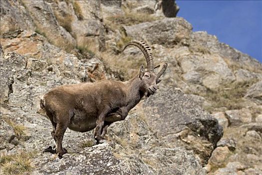 阿尔卑斯野山羊,羱羊,岩石,山地,风景,国家公园,意大利