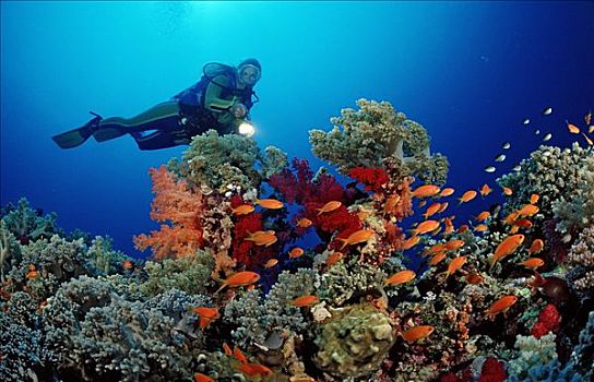 潜水者,珊瑚礁,岛屿,红海,埃及,非洲