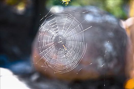 特写,蜘蛛网,萨卡特卡斯州,墨西哥
