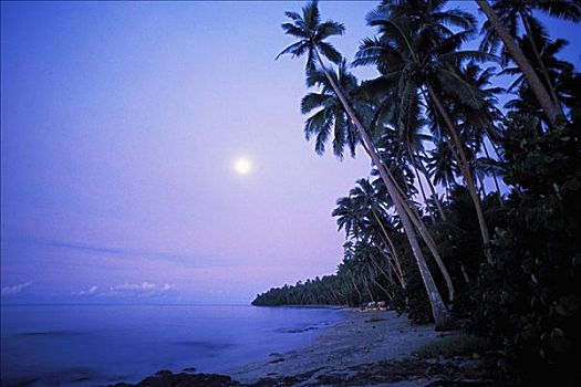 斐济,满月,棕榈树,排列,海滩