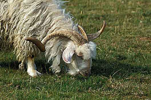 安哥拉山羊,产生,毛织品,山羊