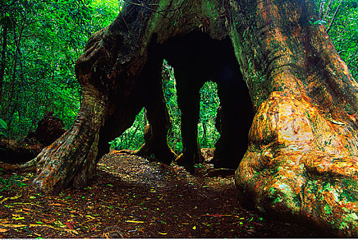 愿望,树,国家公园,昆士兰,澳大利亚