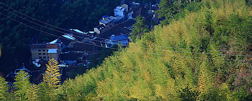 山,俯瞰,峡谷,森林,竹林