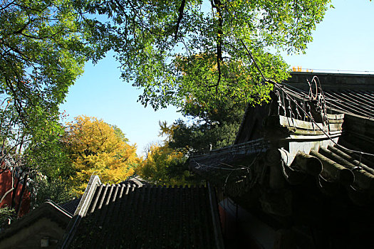 秋染大觉寺