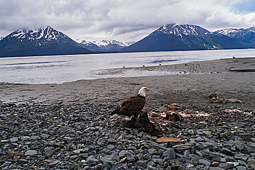 白头鹰,栖息,动物尸体,天空,安克里奇,阿拉斯加,美国