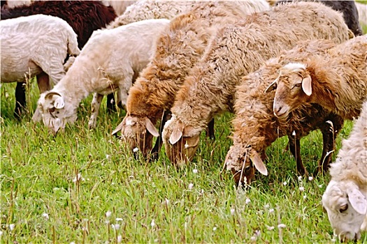 绵羊,褐色,牧场