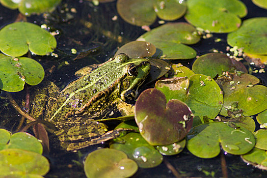 可食,青蛙,保护色,水塘