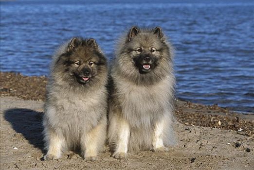 荷兰毛狮犬,狗,一对,坐,海滩