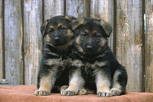 德国牧羊犬,狗,肖像,两个,警惕,小狗,坐,一起,正面,木篱