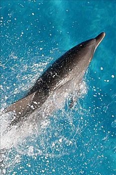 加勒比海,巴哈马,斑海豚,花斑原海豚,溅,表面,海洋