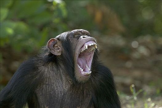 黑猩猩,类人猿,成年,哈欠,灵长类,中心,法国