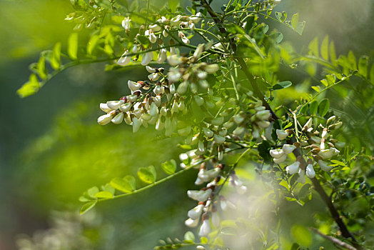 槐树花开,香香甜甜