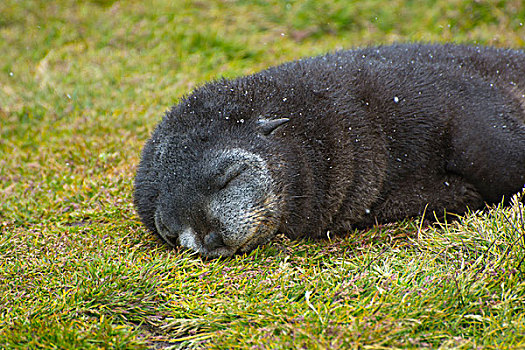 南乔治亚,南极软毛海豹,毛海狮,幼仔,睡觉