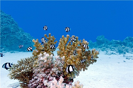 珊瑚礁,硬珊瑚,异域风情,鱼,白尾,雀鲷,臀部,热带,海洋,蓝色背景,水,背景