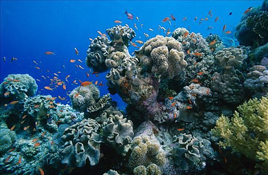 珊瑚,红海,埃及,非洲