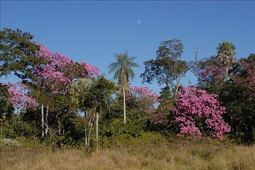茂密,开花,粉色,喇叭状,树,巴拉圭