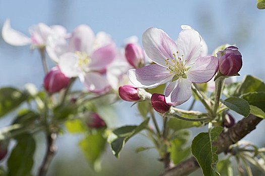 嫩枝,苹果花,品种